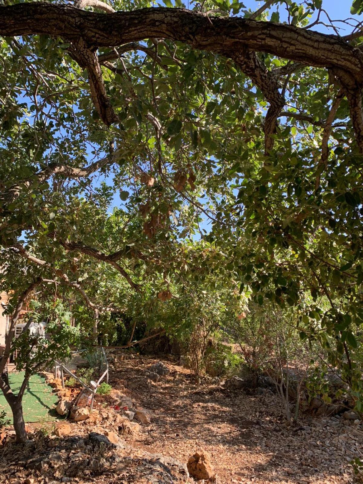 בקתת עץ בחורש במנות - דום גיאודזי - Wooden Cabin In Manot Exterior photo